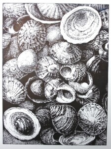 Shells