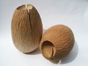 Beech Pods